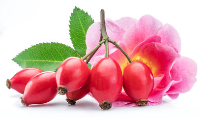 Rose-hips with rose flower isolated on a white background.