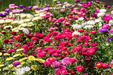 Obraz premium Many Callistephus flowers red pink white, flower garden, background horizontal. Daisy asters of different colors