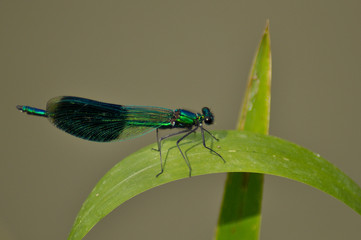 Small beautiful dragonfly on a leaf of grass 
