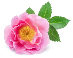 Rose-hips or wild rose berries isolated on a white background.