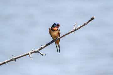 A Beautiful Barn Swallow (Hirundo rustica) Sits Alone On A Branch In The Sun