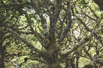 Wistmans Wood Forest in Dartmoor National Park