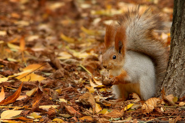 Naklejka na ściany i meble Squirrel in the autumn park on the background of fallen yellowed leaves