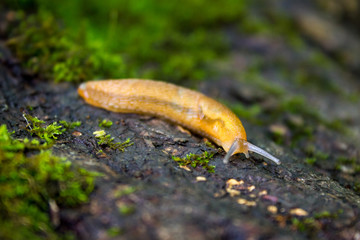 Bright Orange Slug on a Decomposing Log