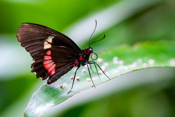 Closeup  Common Mormon, Papilio polytes, beautiful butterfly in a summer garden