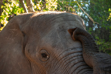 Fototapeta premium African Elephants (Loxodonta Africana) in South Africa