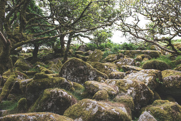 Wistmans Wood Forest in Dartmoor National Park