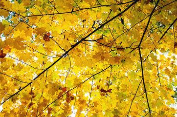 Yellow autumn maple leafs on the branch