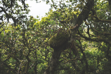 Obraz premium Wistmans Wood Forest in Dartmoor National Park