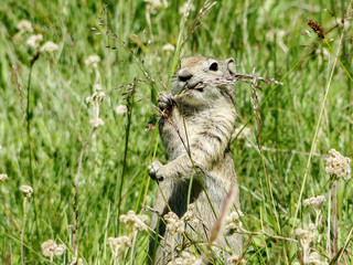 Cute Ground Squirrel Eating A Stalk Of Grass Seeds In Tuolumne Meadows, Yosemite National Park, California, United States Of America