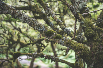 Wistmans Wood Forest in Dartmoor National Park