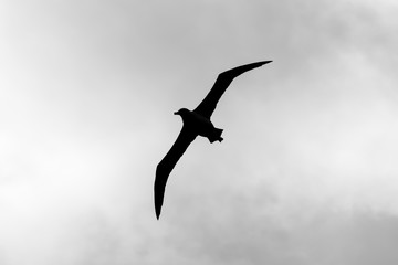 Silhouette Of A Laysan Albatross In Flight At James Campbell National Wildlife Refuge, Oahu, Hawaii, USA