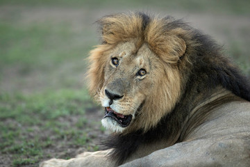 Obraz na płótnie Canvas A portrait of the lion king, Masai Mara, Kenya