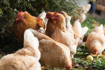 Domestic fawn hens with a red rooster graze in the backyard in October among the fallen leaves. Organic farming.