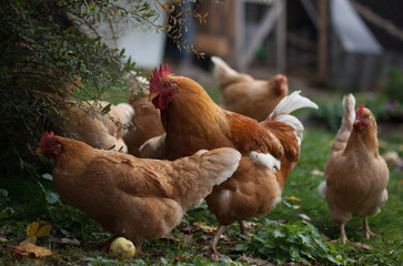 Domestic fawn hens with a red rooster graze in the backyard in October among the fallen leaves. Organic farming.