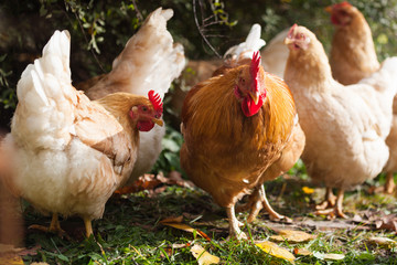 Domestic fawn hens with a red rooster graze in the backyard in October among the fallen leaves.