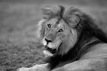 A portrait of the lion king, Masai Mara, Kenya