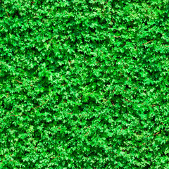 Natural green wall. Background of natural green leaves. Seamless pattern.