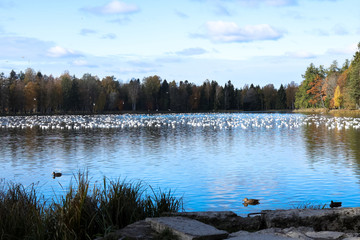view of a quiet lake with reeds and many gulls