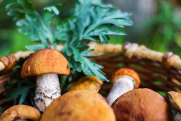 wicker basket with mushrooms close-up, autumn, nature, beautiful natural background