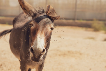 Brown donkey in the field with flies around. animals concept