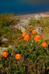 orange flower globeflower growing in the grass