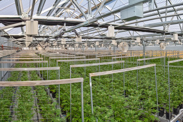 Marijuana Farm in Oregon