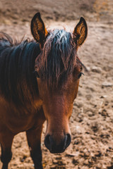 Fototapeta premium Portrait of the head of a horse