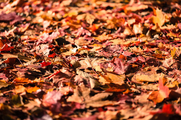 autumn fallen red-yellow maple leaves