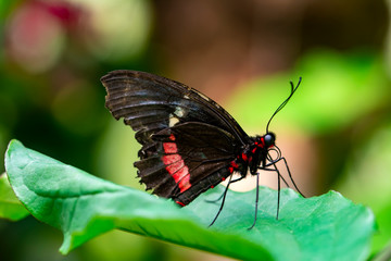 Fototapeta na wymiar Closeup Common Mormon, Papilio polytes, beautiful butterfly in a summer garden