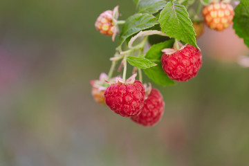 branch of ripe raspberries in a garden