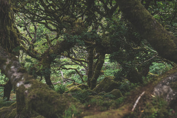 Wistmans Wood Forest in Dartmoor National Park