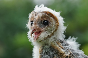 junge Eule, Tyto alba, als Portrait vor unscharfem, grünen Hintergrund