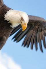 Bald Eagle in Flight