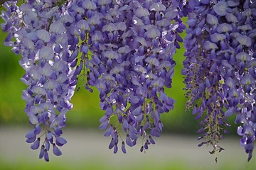 Obraz premium purple wisteria flowers and green background
