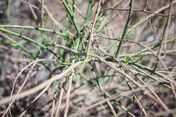 Dried autumn plants herbs closeup