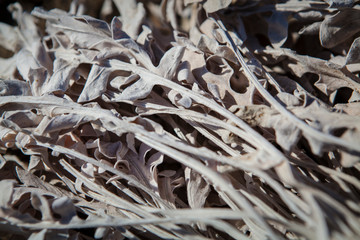 Dried autumn plants herbs closeup