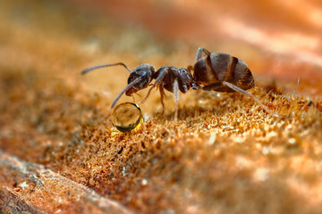 Ant and honey