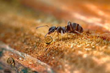 Ant with ball of honey