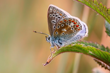 Common Blue butterfly