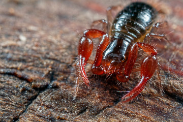 Pseudoscorpion