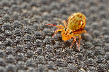 Springtail on mat