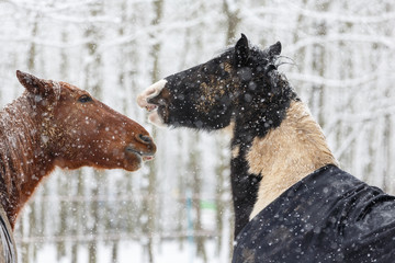 Pferde spielen im Schneegestöber