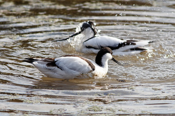 Avocets splashing in water