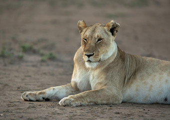 Fototapeta na wymiar A portrait of a lioness, Masai Mara, Kenya