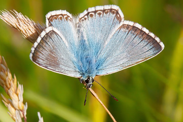 Chalk hill blue butterfly