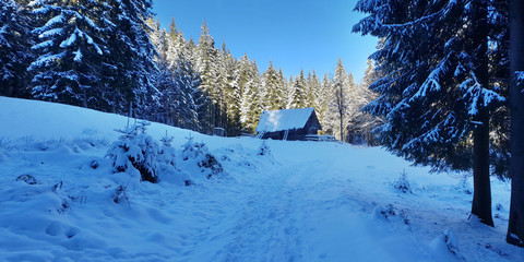  Beautiful winter landscape. Green firs and wooden houses covered with snow.