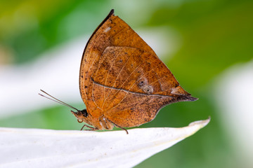 Dead leaf butterfly , Kallima inachus, aka Indian leafwing, standing wings folded on a bamboo branch, dead leaf imitation.