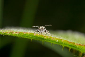 Sweat bee on nettle