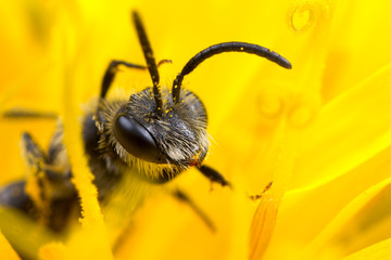 Bee scratching head in yellow flower